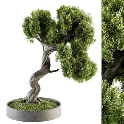 室内植物套装